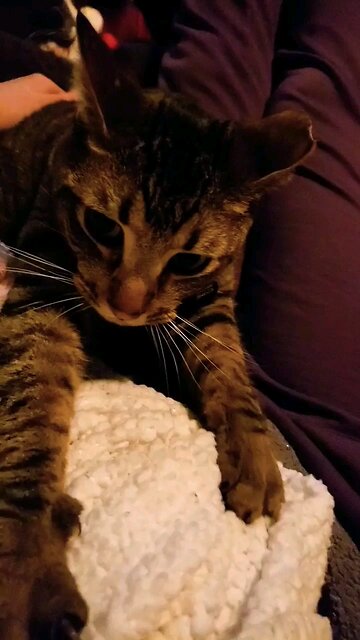 Must make this soft blanket more comfortable #catlover #kneadingcat