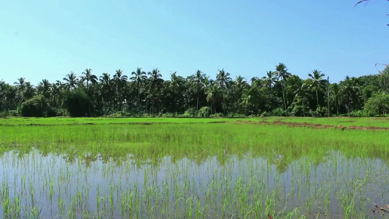 Experience the rustic beauty of a Kerala village