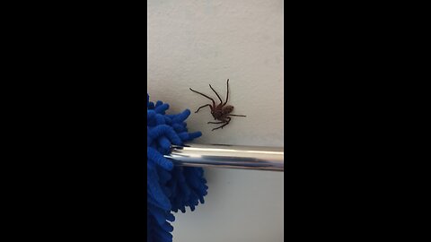 Giant Spider