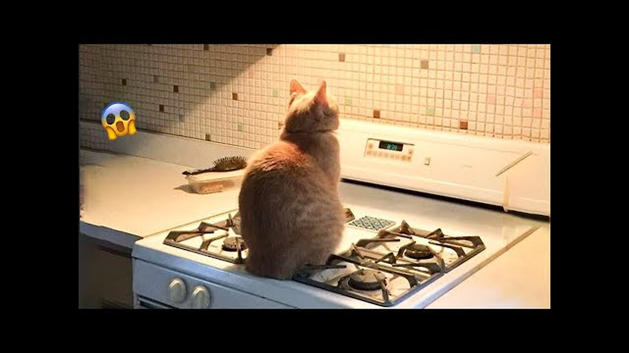 😹You Laugh You Lose😹 Funny Moments Of Cats Compilation