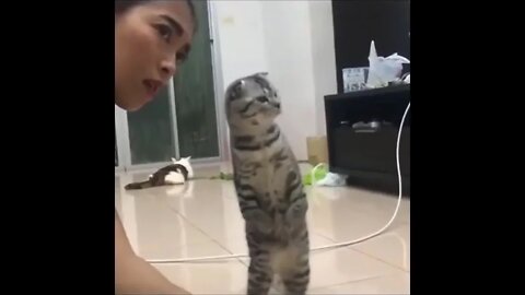 funniest cats 😹 don t try to hold back laugh