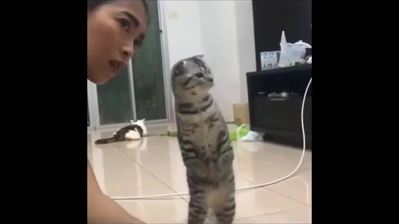 funniest cats 😹 don t try to hold back laugh