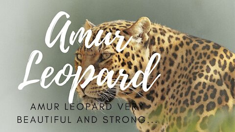 Amur Leopard