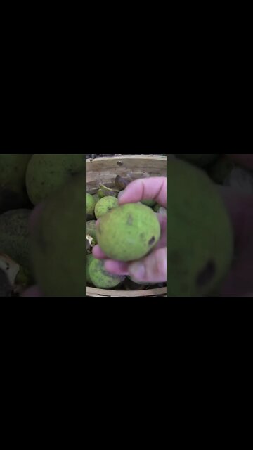 3 Wild Survival Foods to Forage in the Woods. Bushcraft Skills