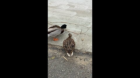 ducks and one squirrel eating foods on the ground