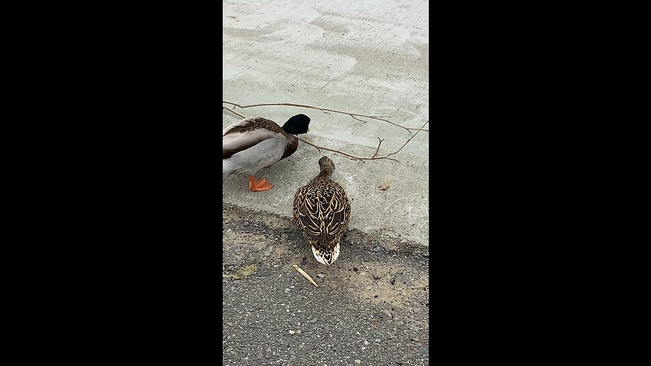 ducks and one squirrel eating foods on the ground