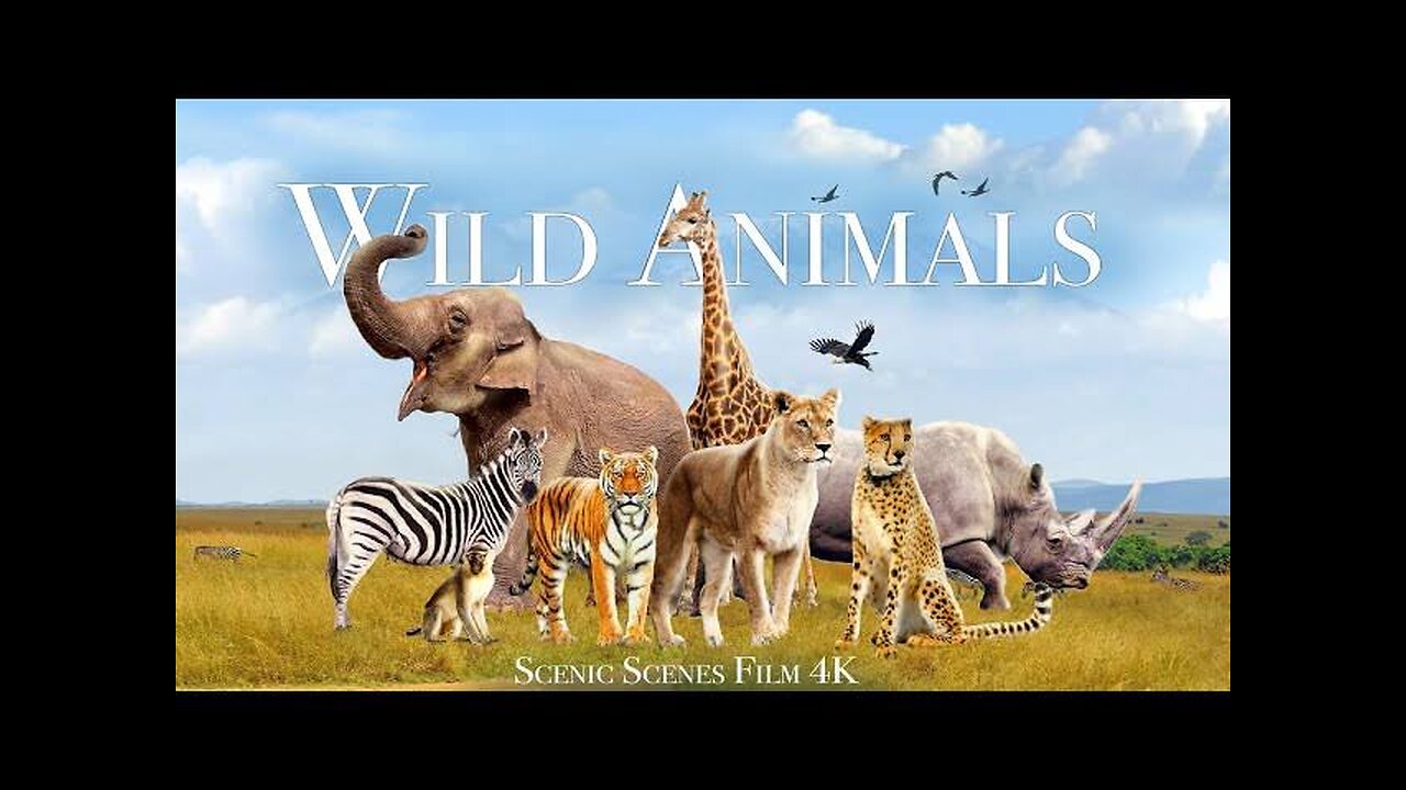 Amazing Scene of Wild Animals In 4K - Scenic Relaxation Film