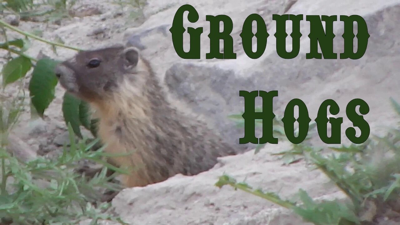 Ground Hogs