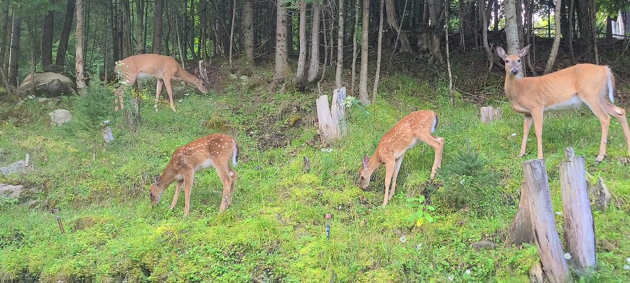 Which deer is the mother of the fawns?