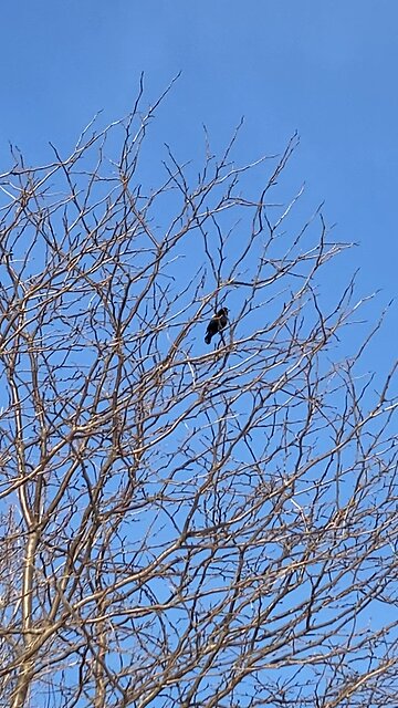 Songbirds return. Red-winged blackbirds