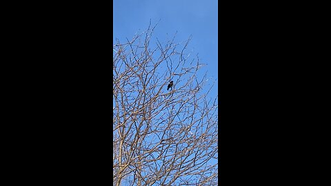 Songbirds return. Red-winged blackbirds