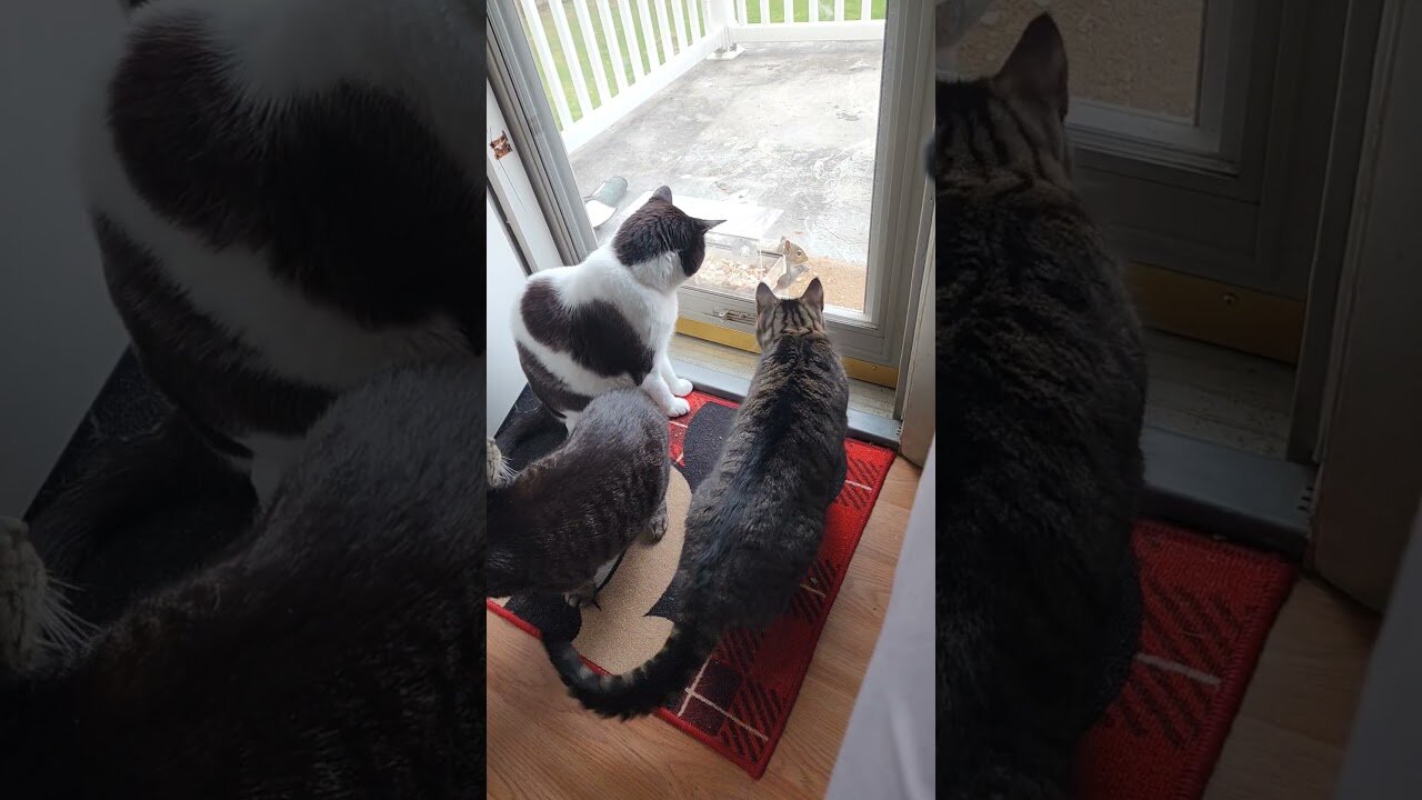 Oreo, Tarzan and Gizmo were watching one of the squirrels!