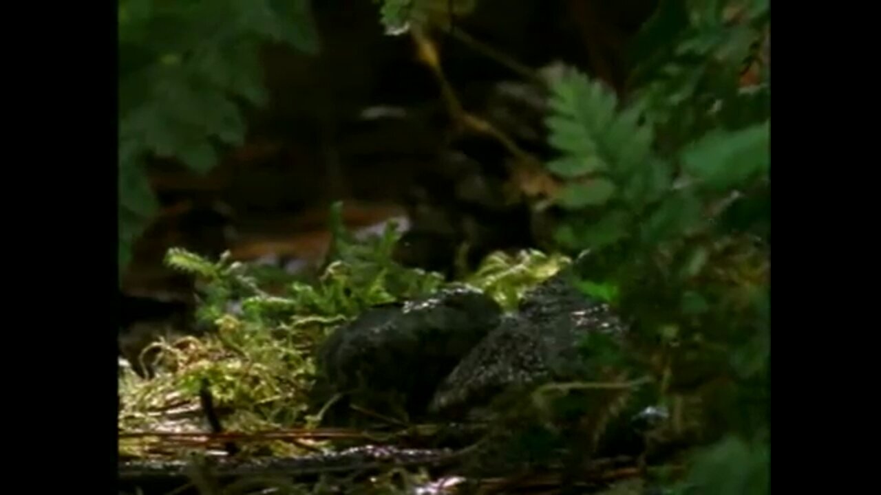 The frog swallowed a poisonous newt, for which he paid with his life