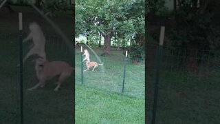 Happy Dogs Chasing Water Hose They Got Jumps