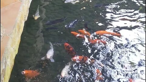 Koi Feeding Frenzy