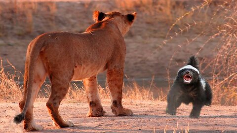 The Cult Cat Lions respect us honey badgers Via