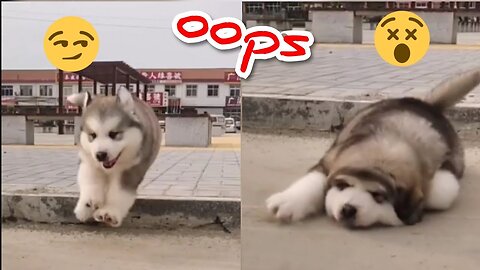 Baby Alaskan Malamute Cutest and Funniest Moments Compilation