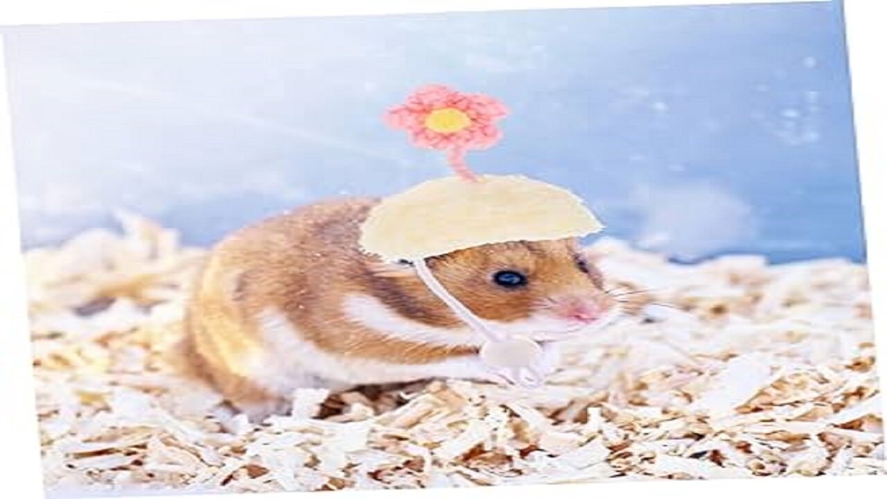 cute hamster