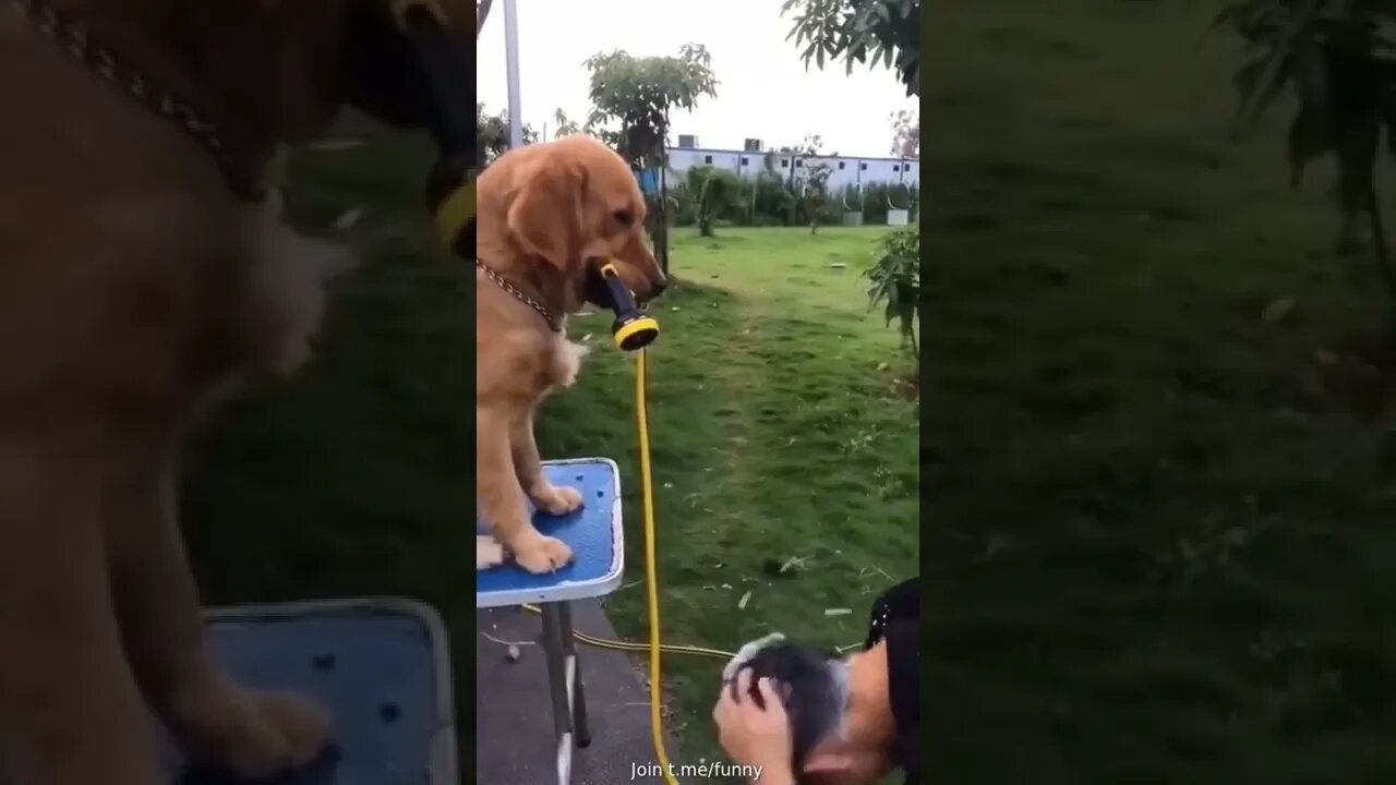 Good doggie👏🙈😜🤣😂