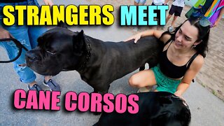 Reactivity Dog Training Introducing Strangers To Cane Corsos