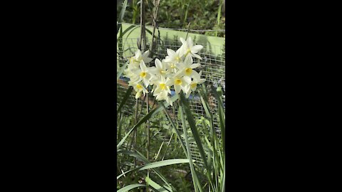 January Daffodils