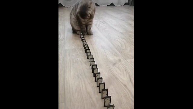 funny_cat_try_to_line_Game_😮🐹😻😻