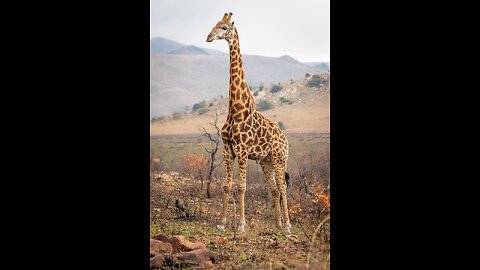 The Giraffe's Unique Design