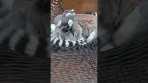 알락꼬리원숭이 어린이대공원