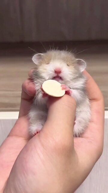 beautiful rat | rats love for it's master | foodholic | hungry rat