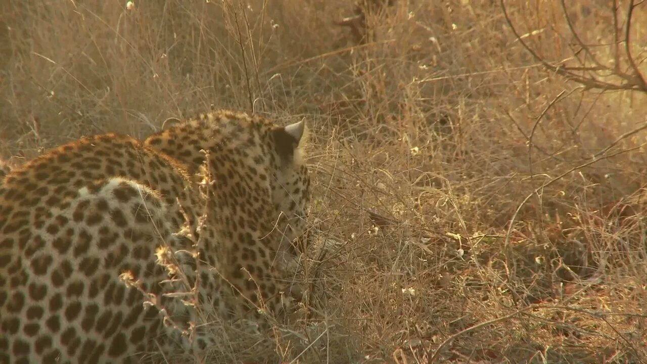 Leopard Laying In Dry Grass