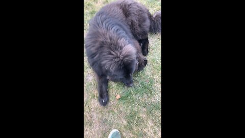 Bo