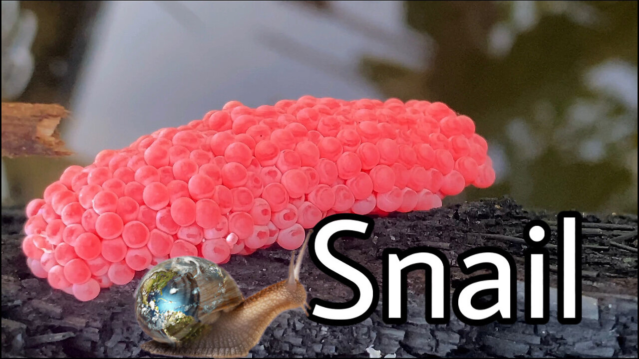 Snail