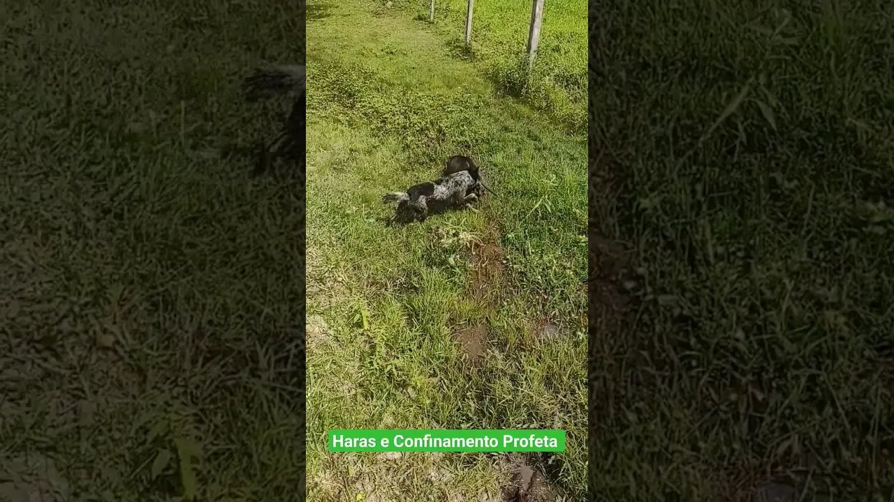 Calor 40° graus, Porangaba interior de São Paulo. Haras e Confinamento Profeta. #dog #cachorro