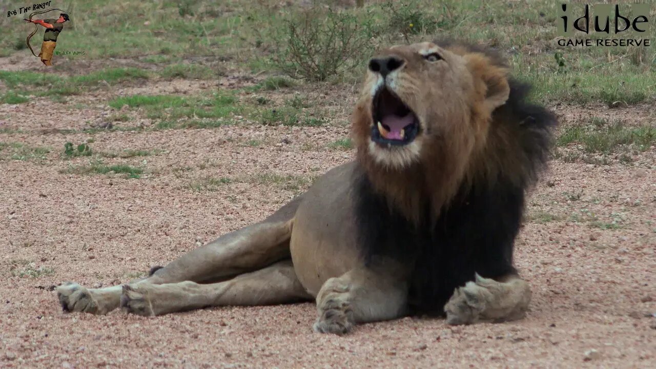 Darkmane Majingilane Lion Roars