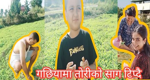 गछियामा ममीले गरेको ताेरी खेती||ताेरीकाे साग टिपीयाे आज||Organic Toriko Saag vlog||Saurabvlogs