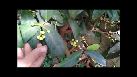 com essa técnica você vai fazer muda de jambo e vai colher frutos em vaso