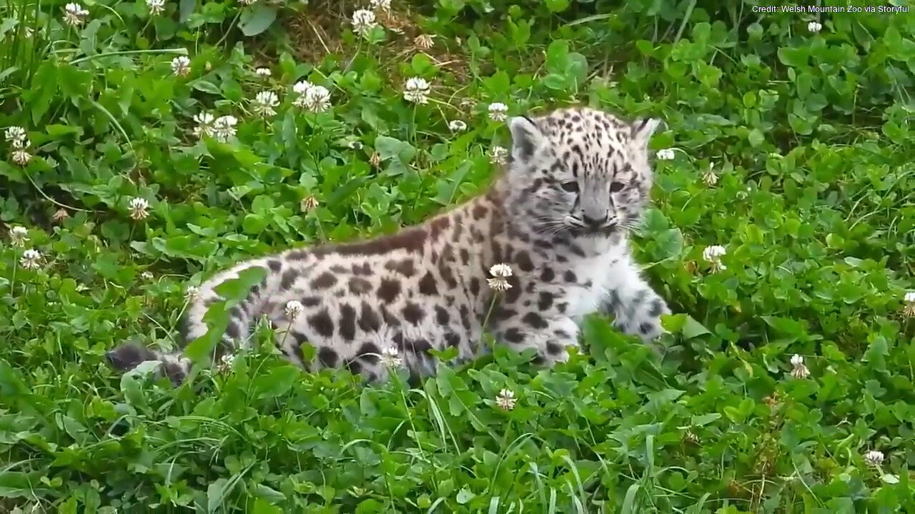 It's A Boy! Zoo Reveals Gender Of New Snow Leopard Cub