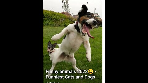 Funny Animal video😂😂😂😆😆😆😆