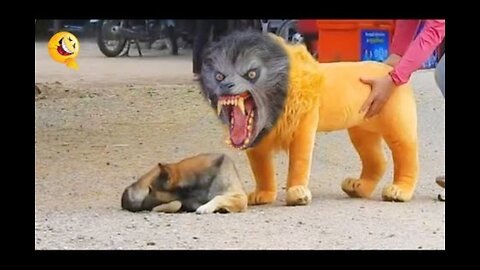 Troll Prank Dog Funny & Fake Lion Fake Tiger Prank To Dog & Huge Box Prank To Dog