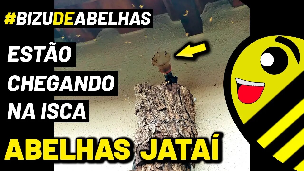 Captura de Jataí - Tem um enxame de abelhas chegando na isca 🙂👍 #shorts