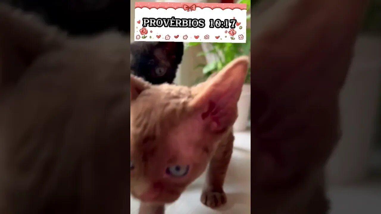 PROVÉRBIOS 10:17#shorts#shortsvideo