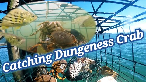 Catching Dungeness Crab