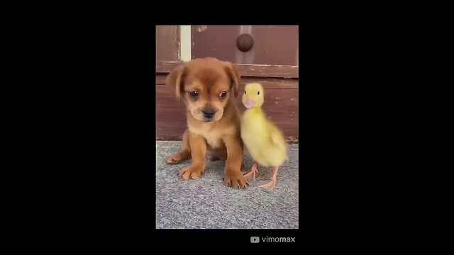 Funny Animal Video #Shorts