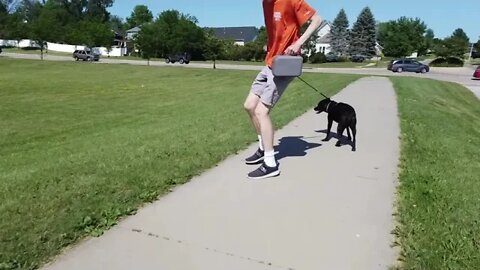 Dog jumps and bites the Mavic Mini drone's camera