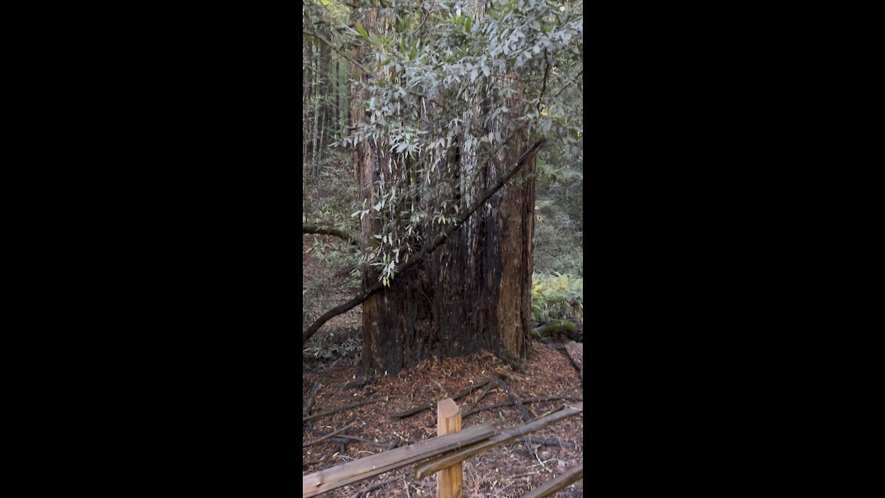 Redwood Grove