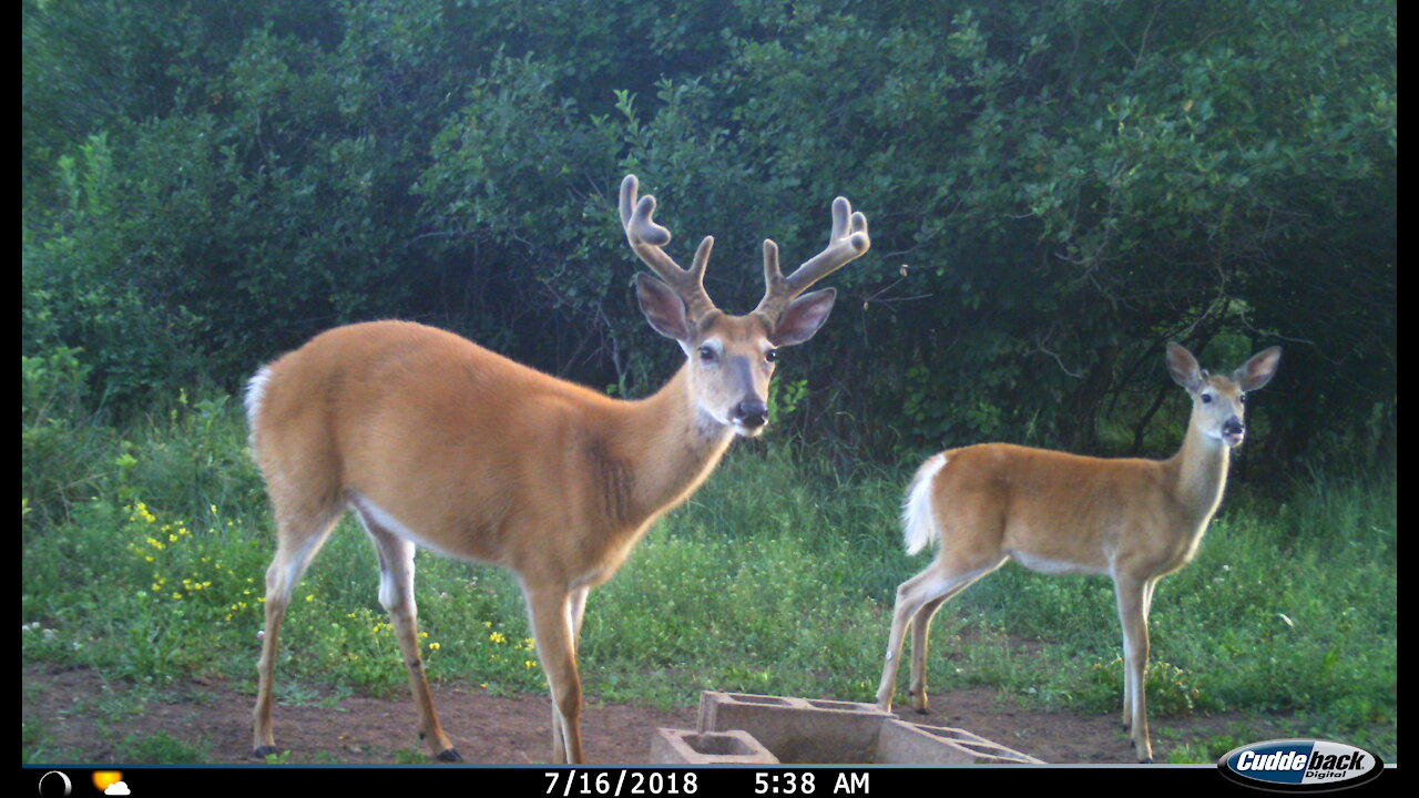 Montana Trail Camera: Big Whitetail Bucks, Mountain Lion, Bears, Red Fox and Moose!