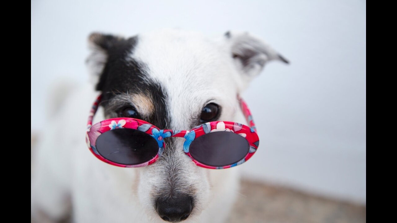 Funny Dog