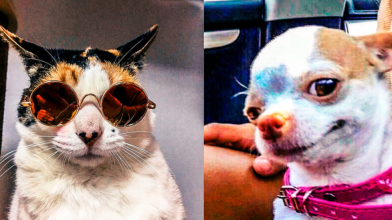 Funniest Cats and Dogs #18