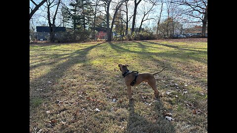 #ElectionDay : Why Dogs Are At Peace 😌