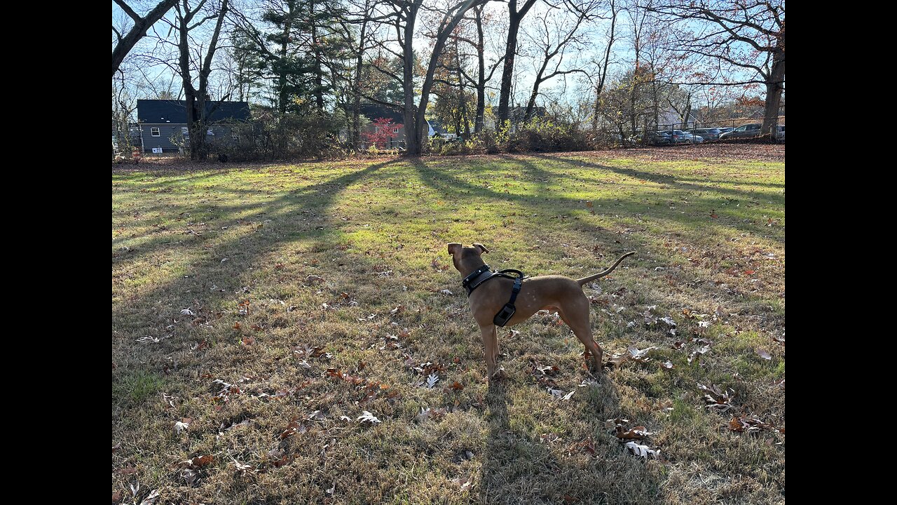 #ElectionDay : Why Dogs Are At Peace 😌